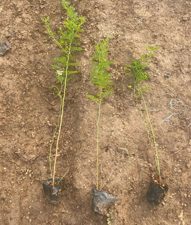 黄刺玫庭院观赏花卉植物盆栽道路风景黄色花灌木黄刺梅