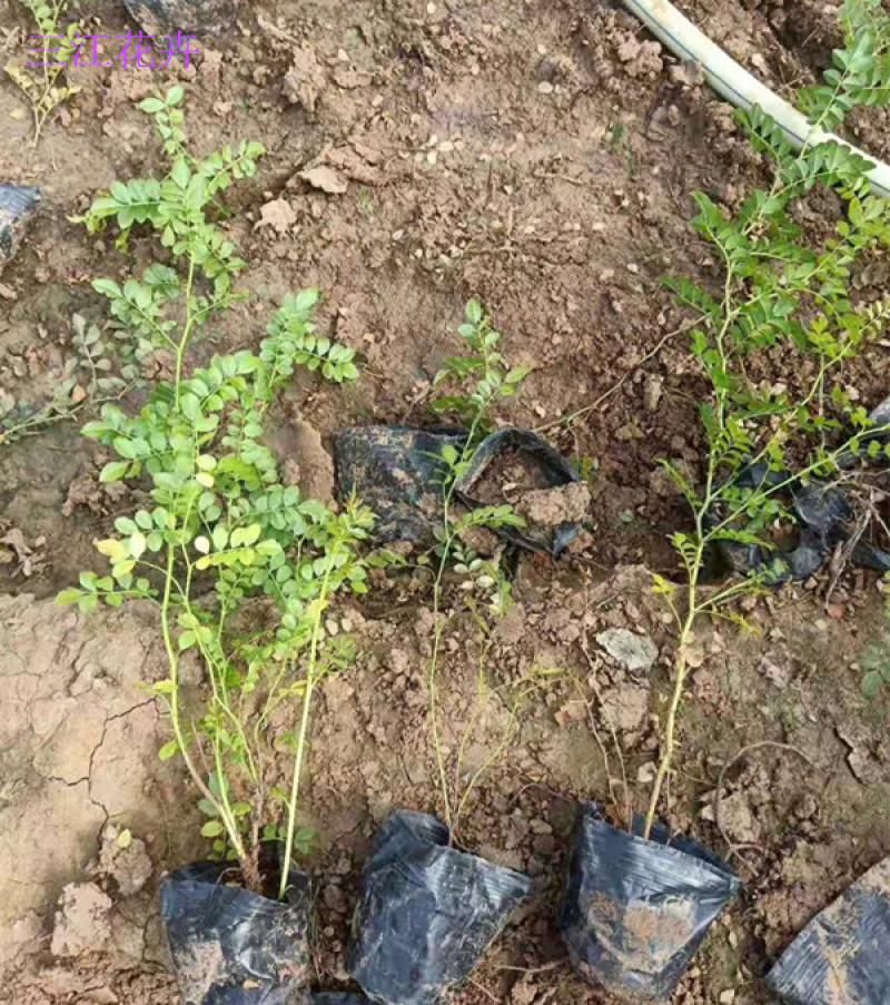 黄刺玫庭院观赏花卉植物盆栽道路风景黄色花灌木黄刺梅