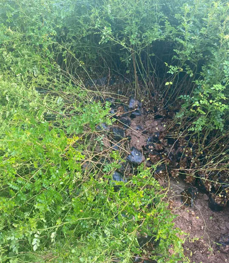 黄刺玫庭院观赏花卉植物盆栽道路风景黄色花灌木黄刺梅