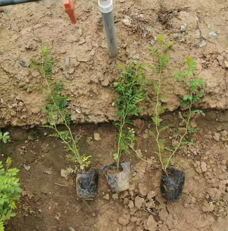 黄刺玫庭院观赏花卉植物盆栽道路风景黄色花灌木黄刺梅