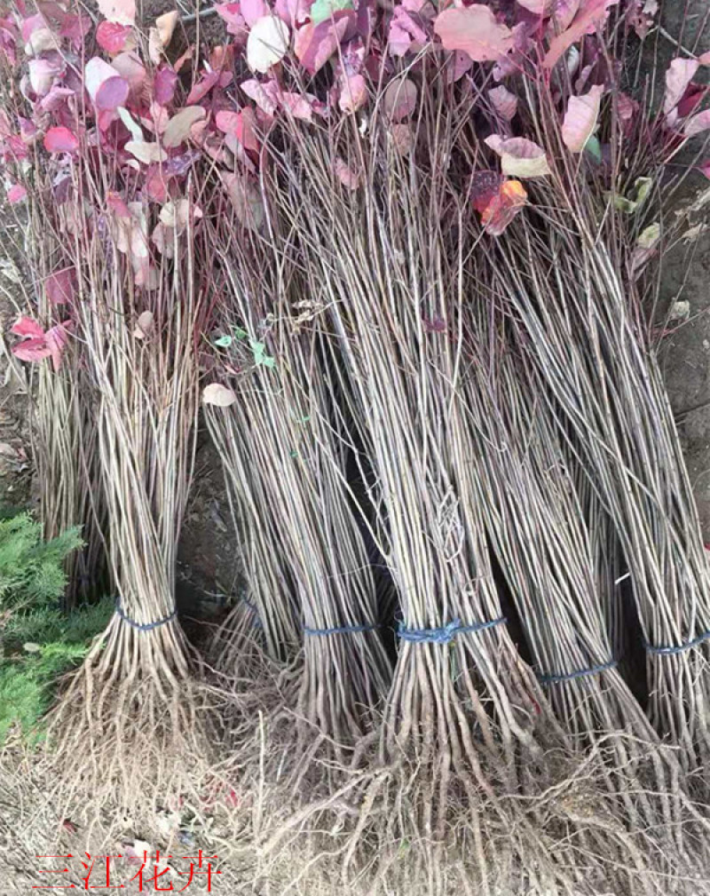 黄栌批发顺和花卉黄栌价格彩叶灌木黄栌种植基地