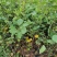 黄栌批发顺和花卉黄栌价格彩叶灌木黄栌种植基地
