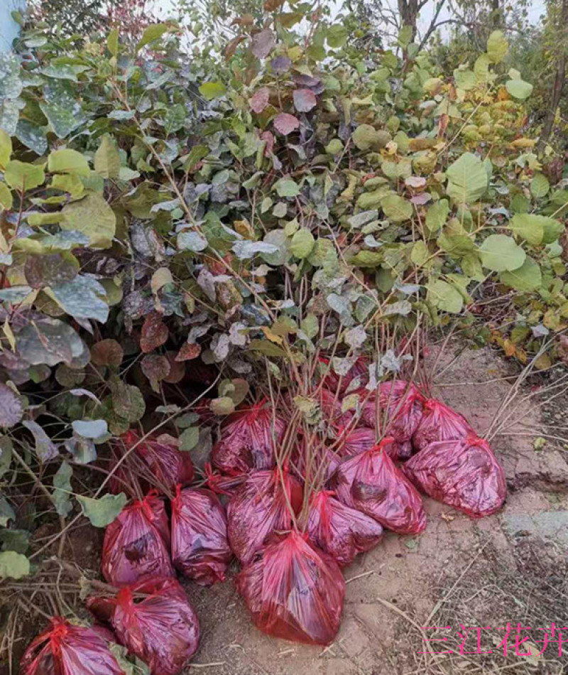 黄栌批发顺和花卉黄栌价格彩叶灌木黄栌种植基地
