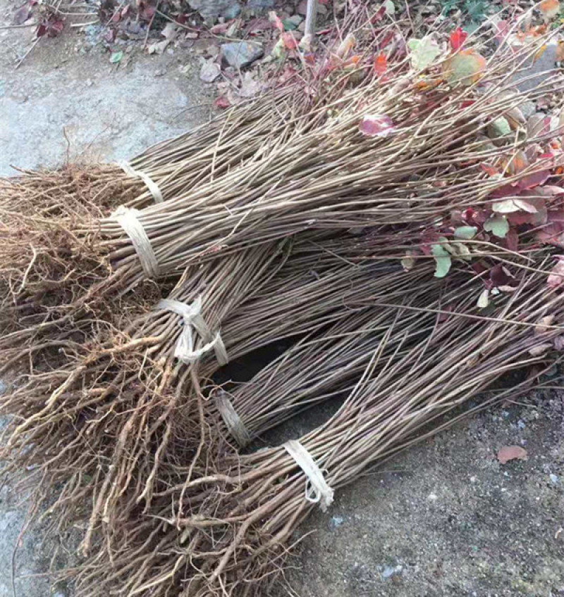 黄栌批发顺和花卉黄栌价格彩叶灌木黄栌种植基地