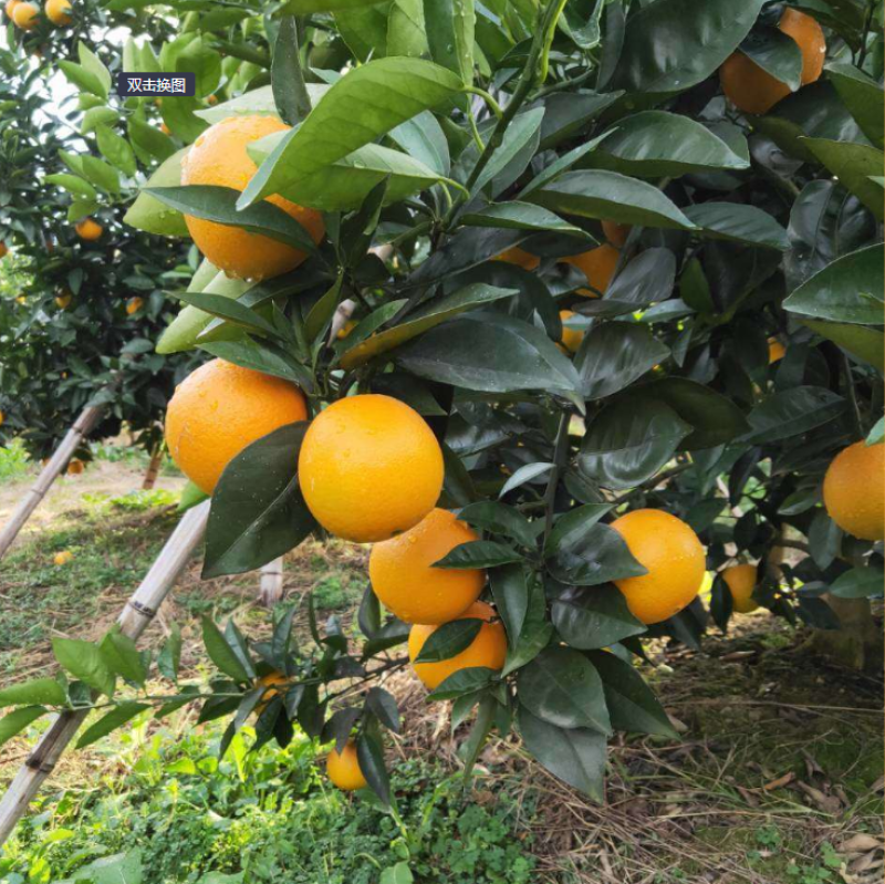 阳朔县上内苗圃场提供佛罗斯特夏橙苗早熟夏橙十三年优质母本