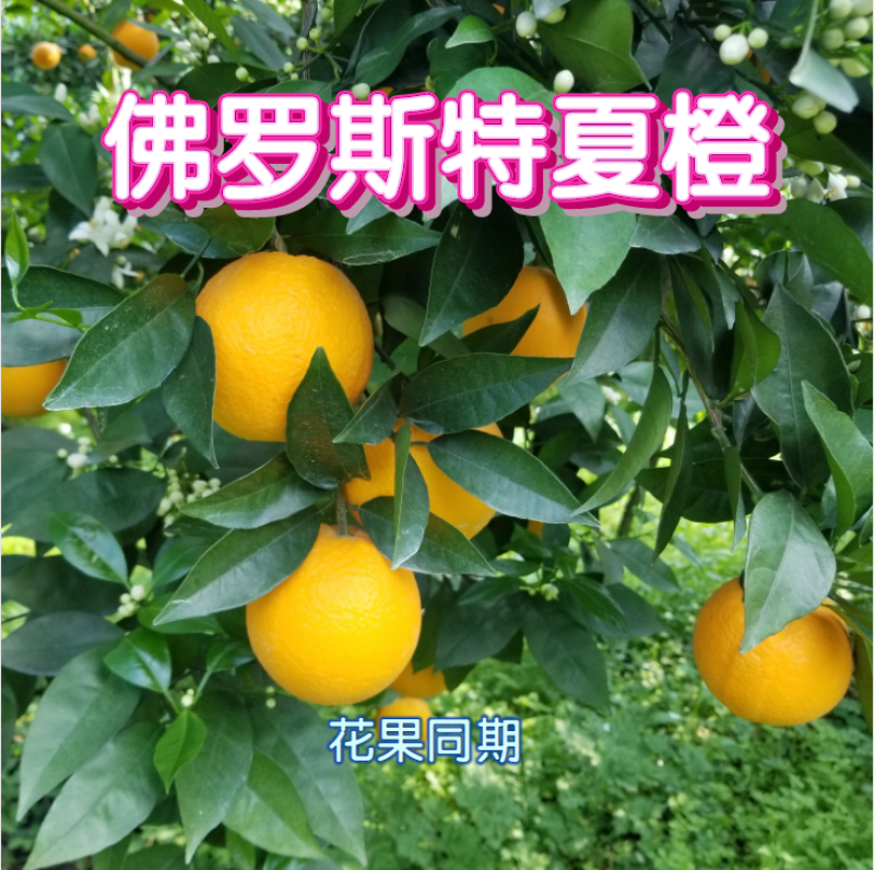 佛罗斯特夏橙苗早熟夏橙苗兴坪夏橙苗江永夏橙苗