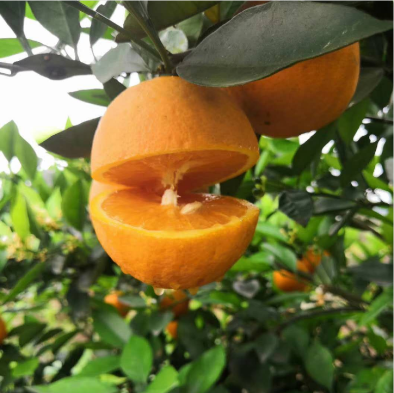 佛罗斯特夏橙苗早熟夏橙苗兴坪夏橙苗江永夏橙苗