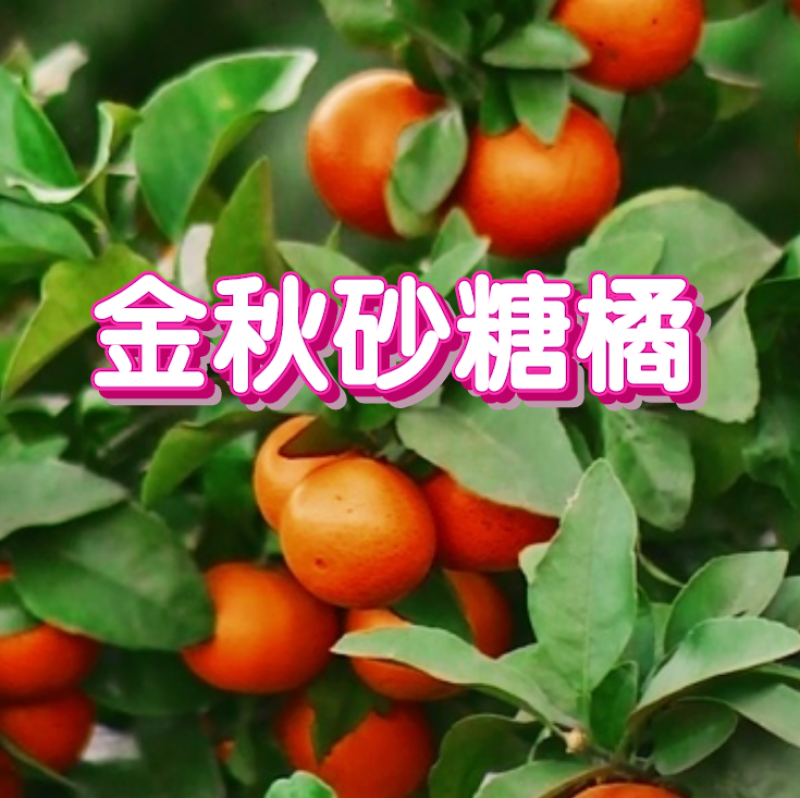 【放心购】中秋砂糖桔苗早熟砂糖桔苗枳壳枮砂糖桔苗柑桔苗