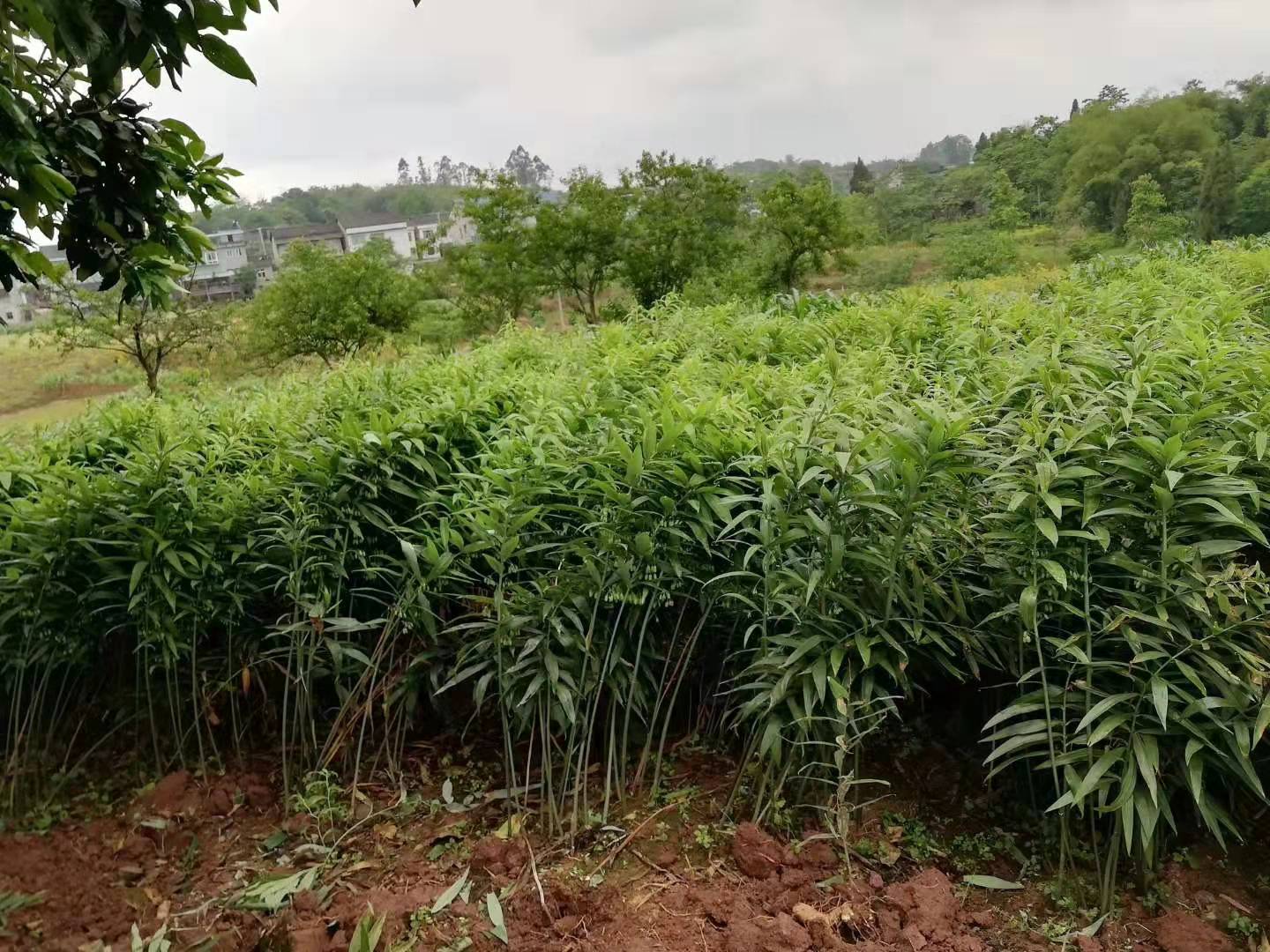 阳光下的子黄芩种植田,绿意盎然,整齐划一,背景为北方丘陵地貌 子黄芩种植基地实景图