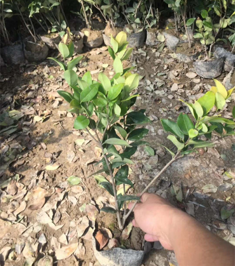 山东金森女贞地栽苗三江花卉金森女贞价格货源充足