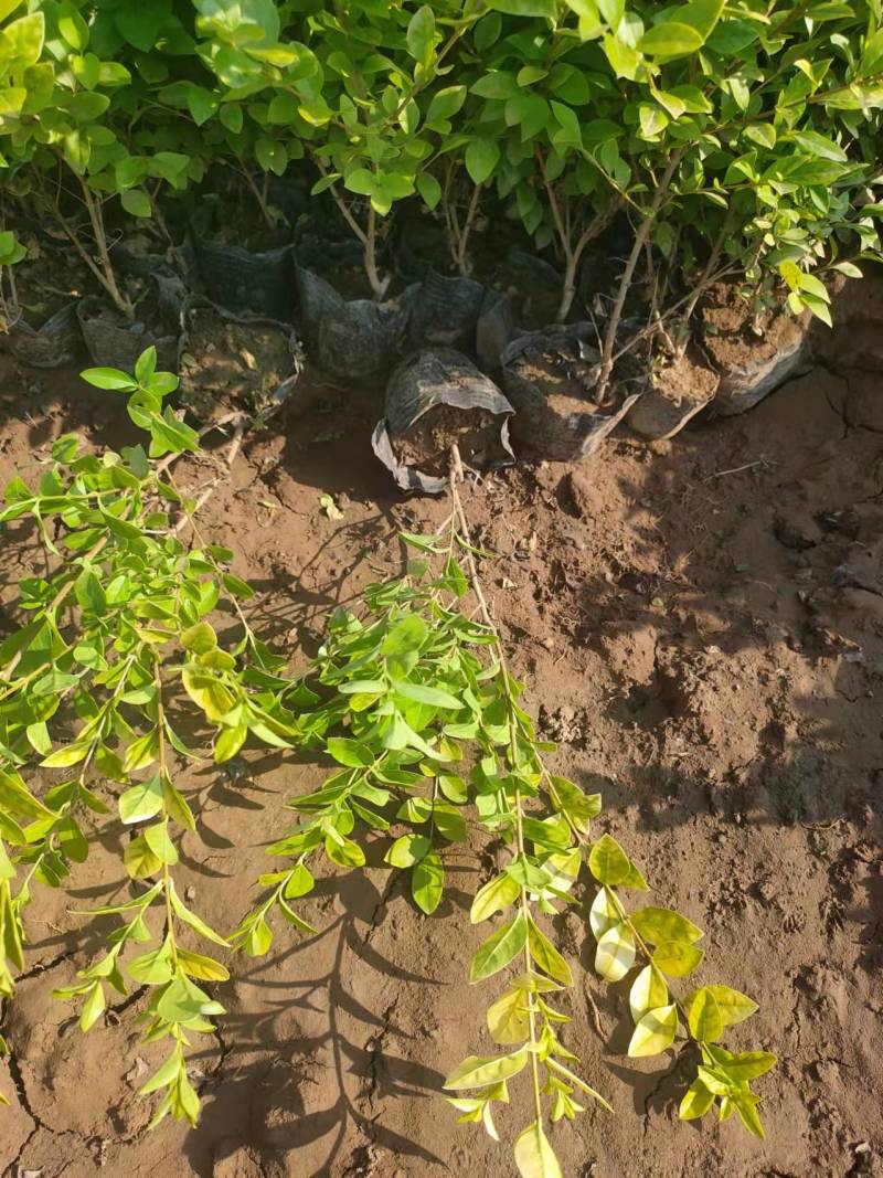 金叶女贞苗绿篱金叶女贞价色块苗路边绿化工程苗供应基地