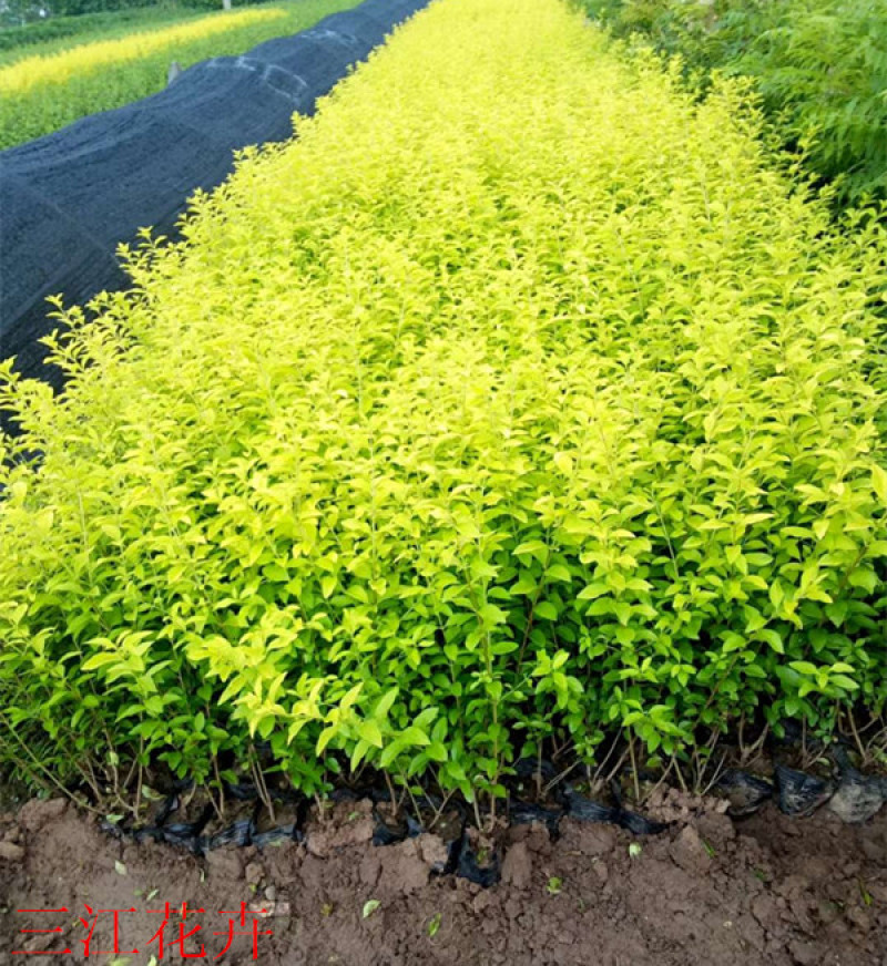 金叶女贞苗绿篱金叶女贞价色块苗路边绿化工程苗供应基地