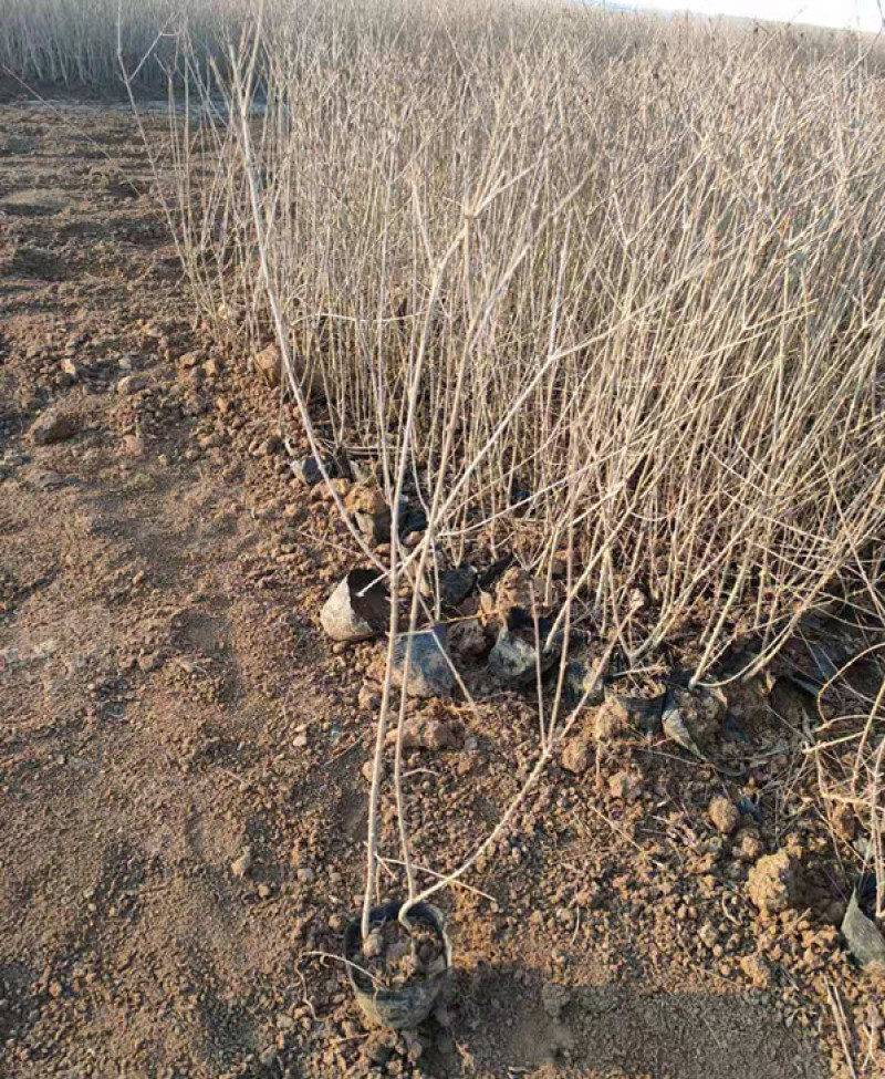 金叶水蜡紫叶水蜡上盆苗嫩枝红色叶金黄适宜园林绿化