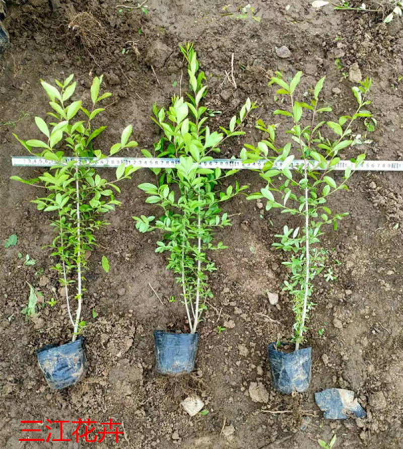 金叶水蜡紫叶水蜡上盆苗嫩枝红色叶金黄适宜园林绿化
