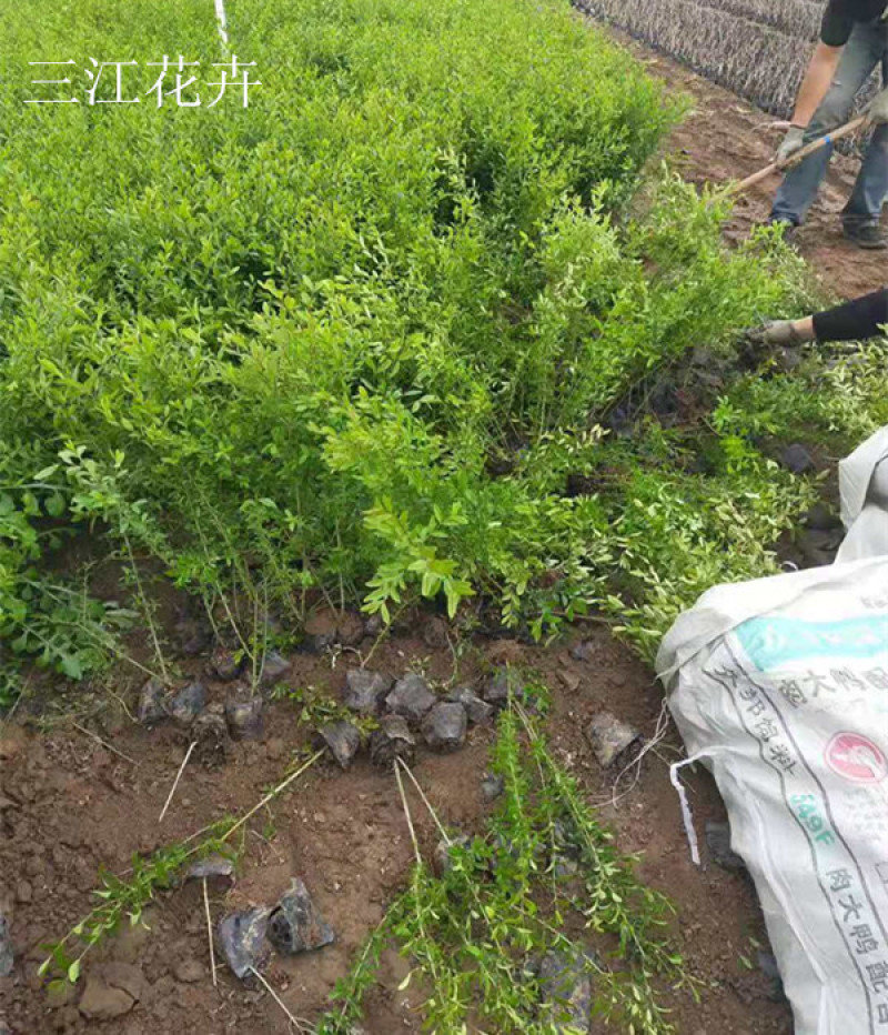 金叶水蜡紫叶水蜡上盆苗嫩枝红色叶金黄适宜园林绿化