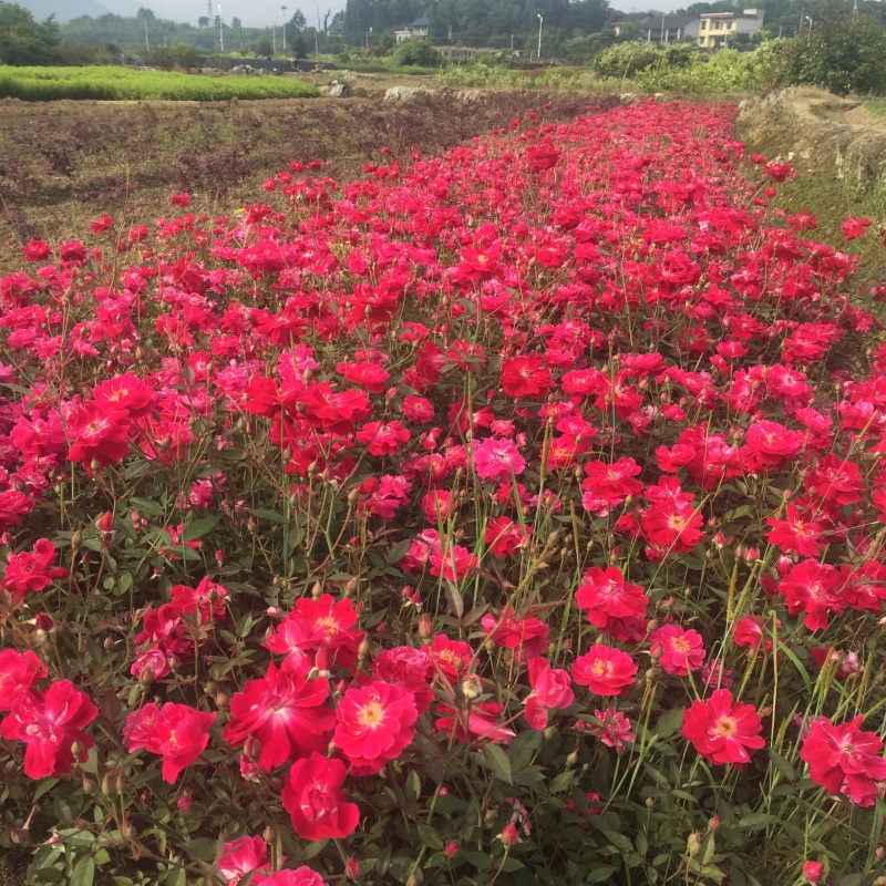 小花月季丰花月季苗蔷薇花庭院绿篱观花植物