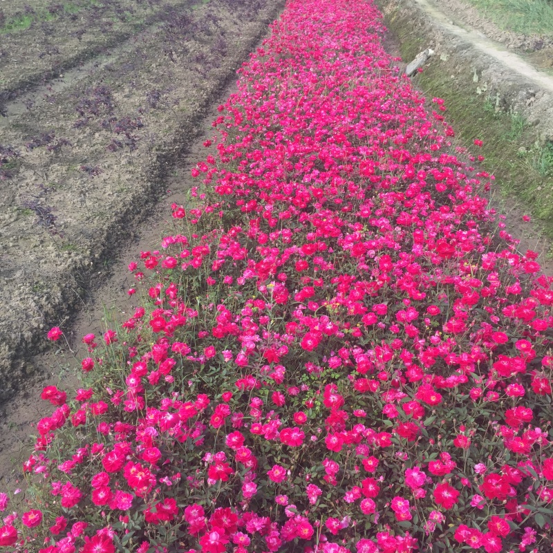 小花月季丰花月季苗蔷薇花庭院绿篱观花植物