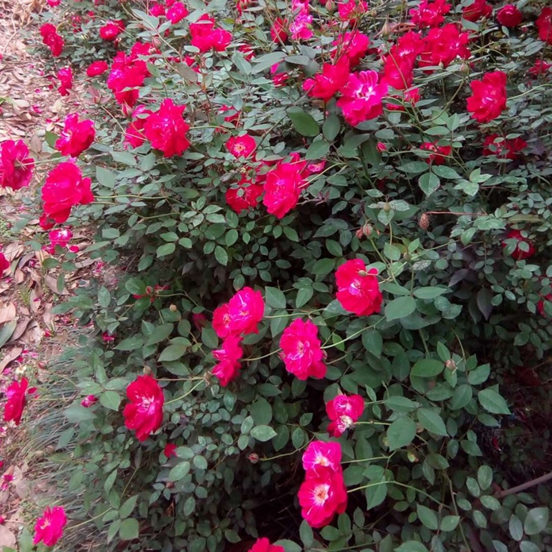 小花月季丰花月季苗蔷薇花庭院绿篱观花植物