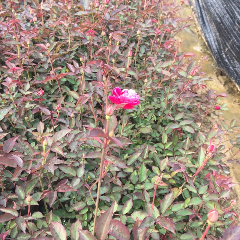 小花月季丰花月季苗蔷薇花庭院绿篱观花植物