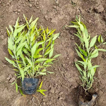 金叶莸绿化苗木品种种植基地直发耐寒性强