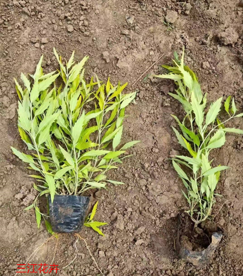 金叶莸绿化苗木品种种植基地直发耐寒性强