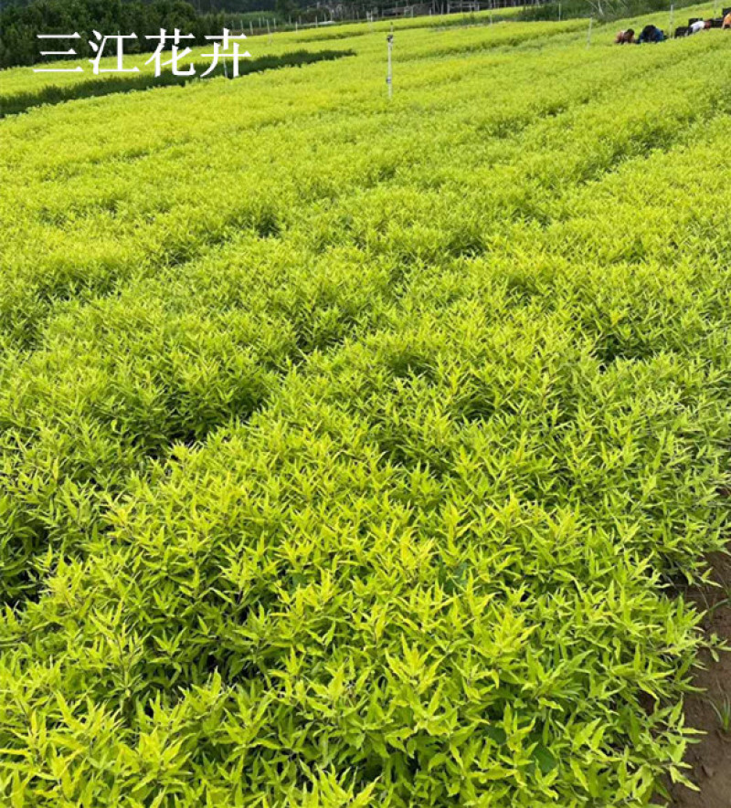 金叶莸绿化苗木品种种植基地直发耐寒性强