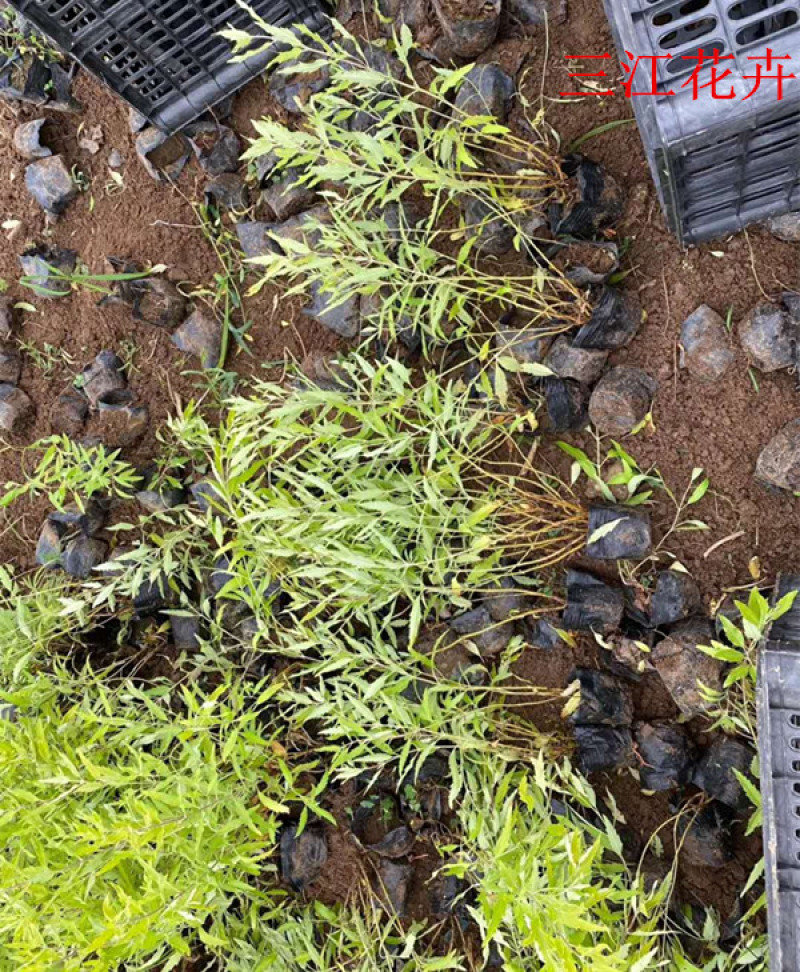 金叶莸绿化苗木品种种植基地直发耐寒性强