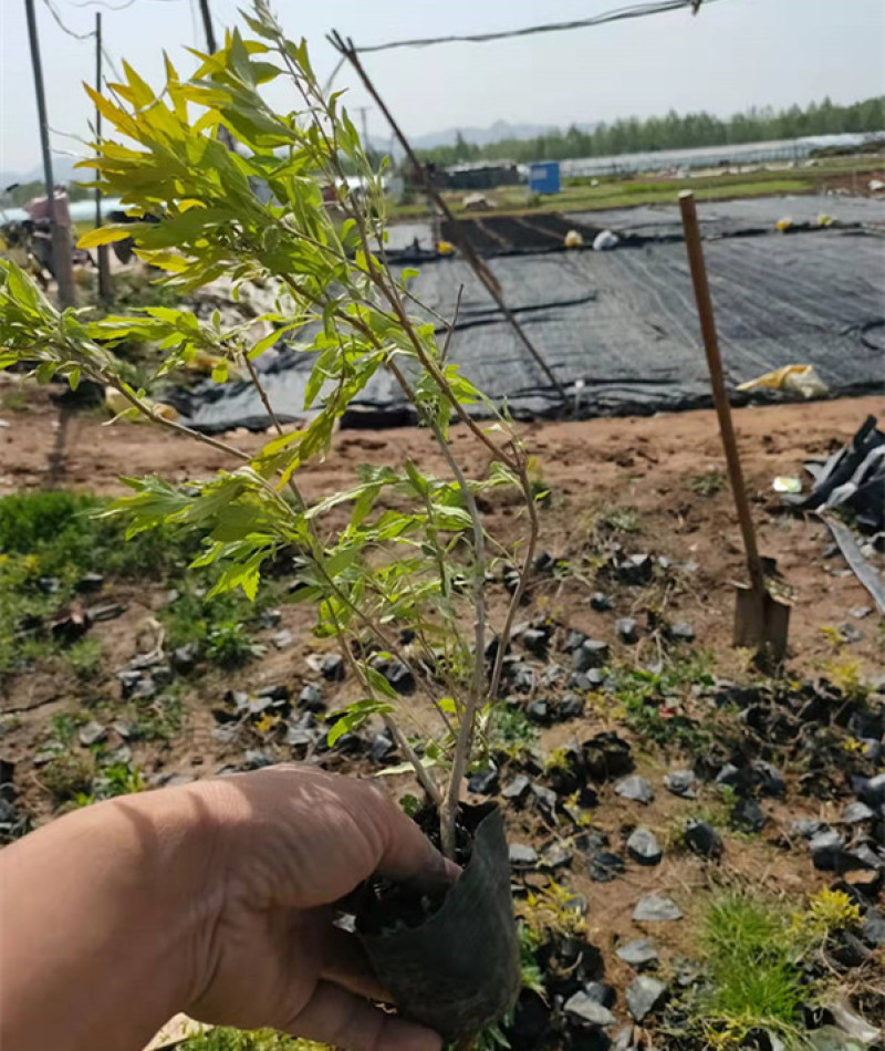 金叶莸绿化苗木品种种植基地直发耐寒性强