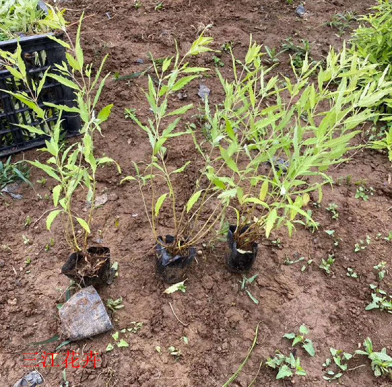 金叶莸绿化苗木品种种植基地直发耐寒性强