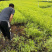金叶莸绿化苗木品种种植基地直发耐寒性强