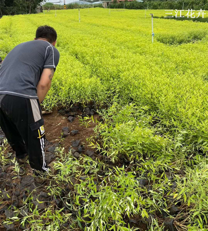 金叶莸绿化苗木品种种植基地直发耐寒性强