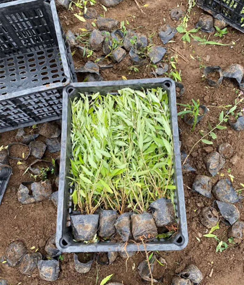 金叶莸绿化苗木品种种植基地直发耐寒性强