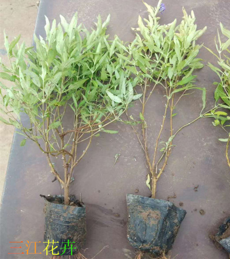 金叶莸绿化苗木品种种植基地直发耐寒性强