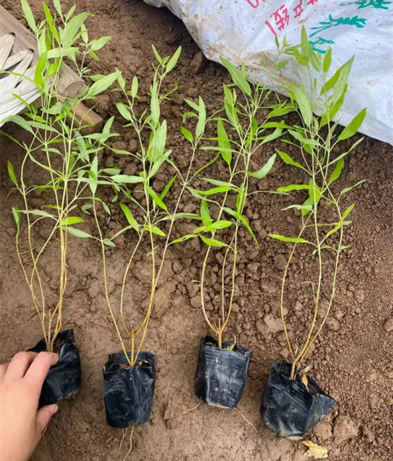 金叶莸绿化苗木品种种植基地直发耐寒性强