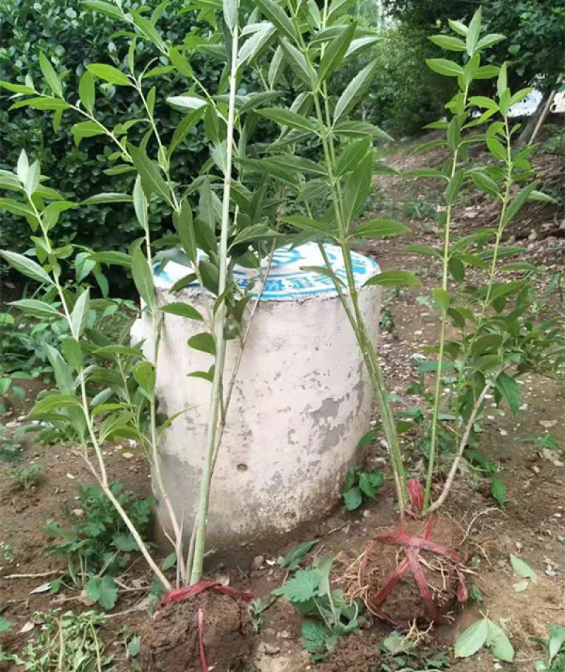 连翘种植基地城市园林绿化植物荒山绿化工程盆苗
