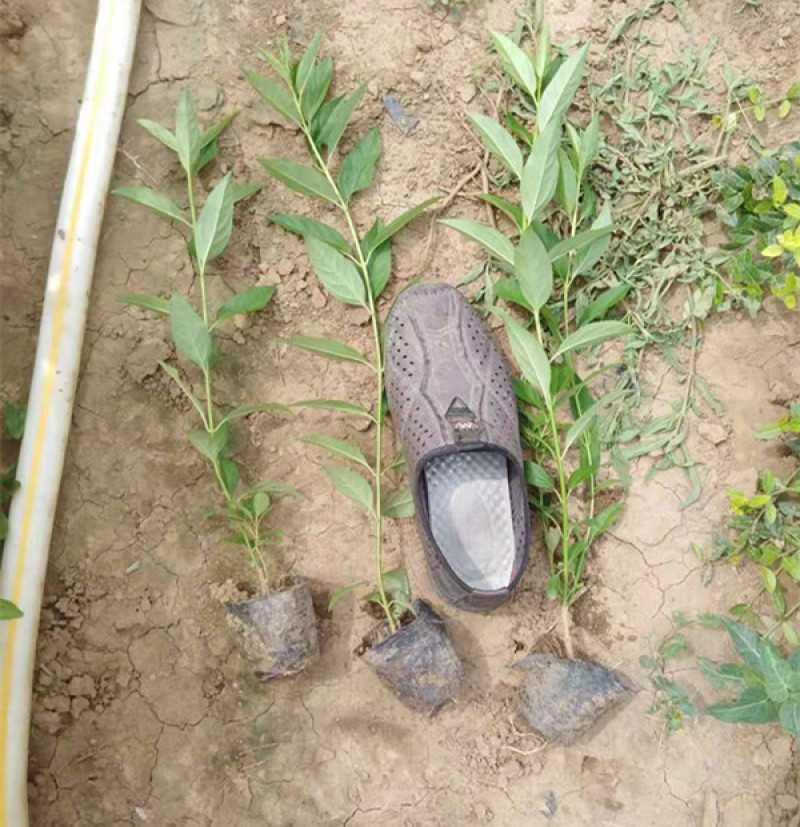 连翘种植基地城市园林绿化植物荒山绿化工程盆苗