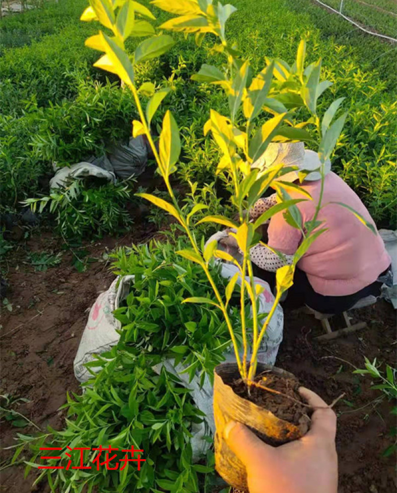 连翘种植基地城市园林绿化植物荒山绿化工程盆苗