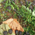 连翘种植基地城市园林绿化植物荒山绿化工程盆苗