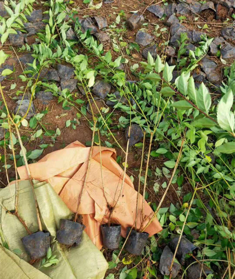 连翘种植基地城市园林绿化植物荒山绿化工程盆苗