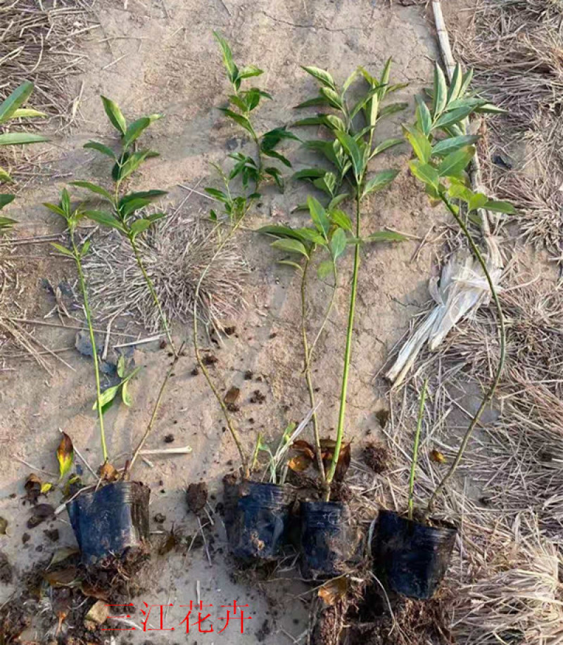 连翘种植基地城市园林绿化植物荒山绿化工程盆苗
