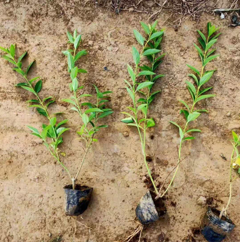 连翘种植基地城市园林绿化植物荒山绿化工程盆苗