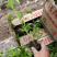 连翘种植基地城市园林绿化植物荒山绿化工程盆苗