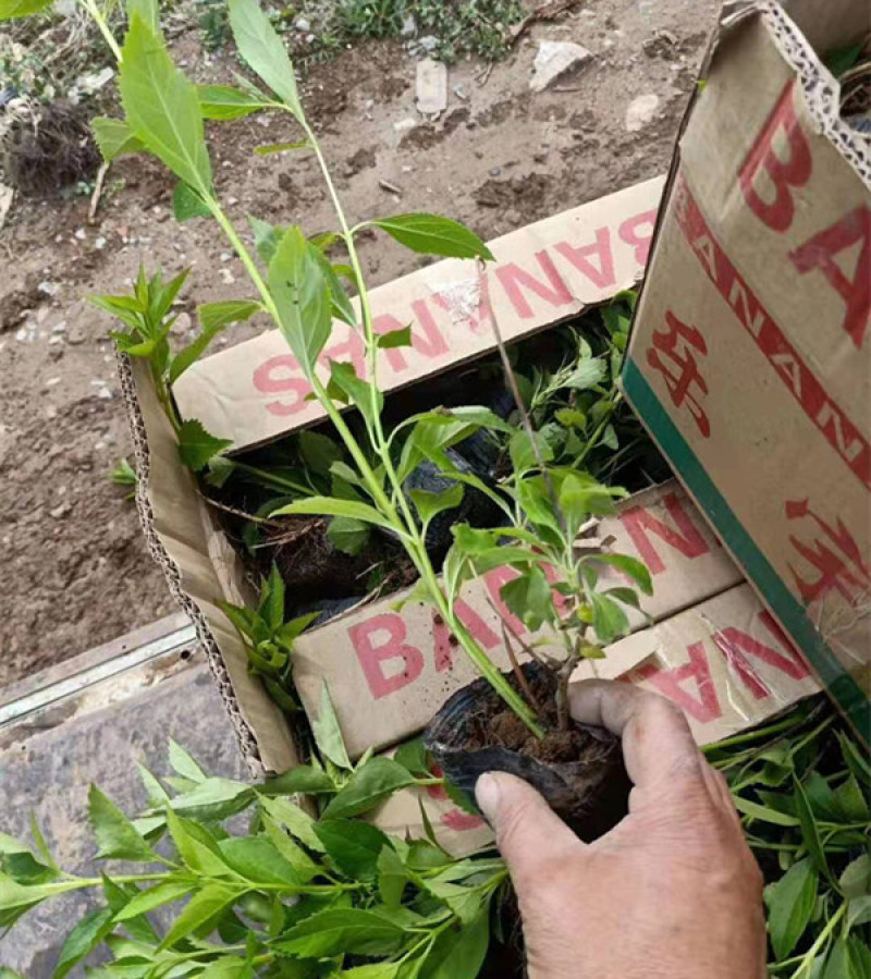 连翘种植基地城市园林绿化植物荒山绿化工程盆苗