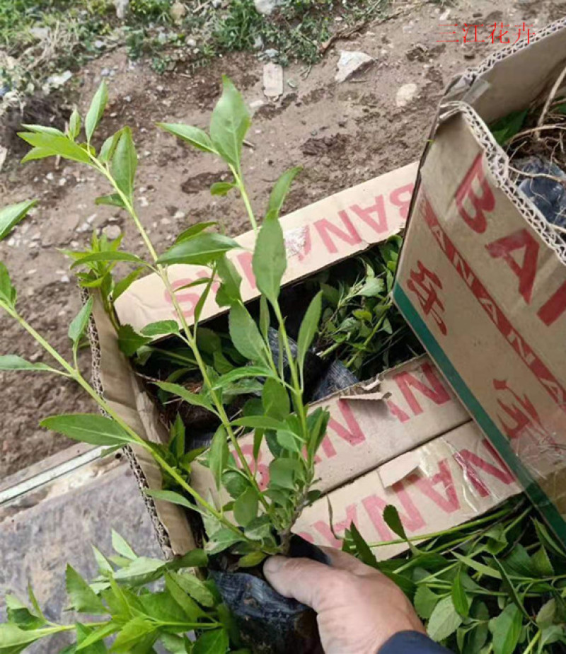 连翘种植基地城市园林绿化植物荒山绿化工程盆苗