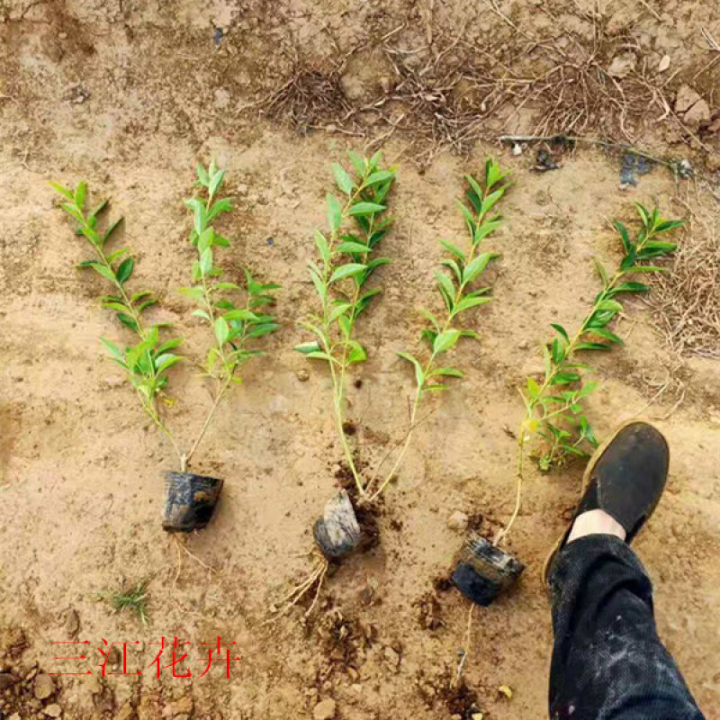 连翘种植基地城市园林绿化植物荒山绿化工程盆苗