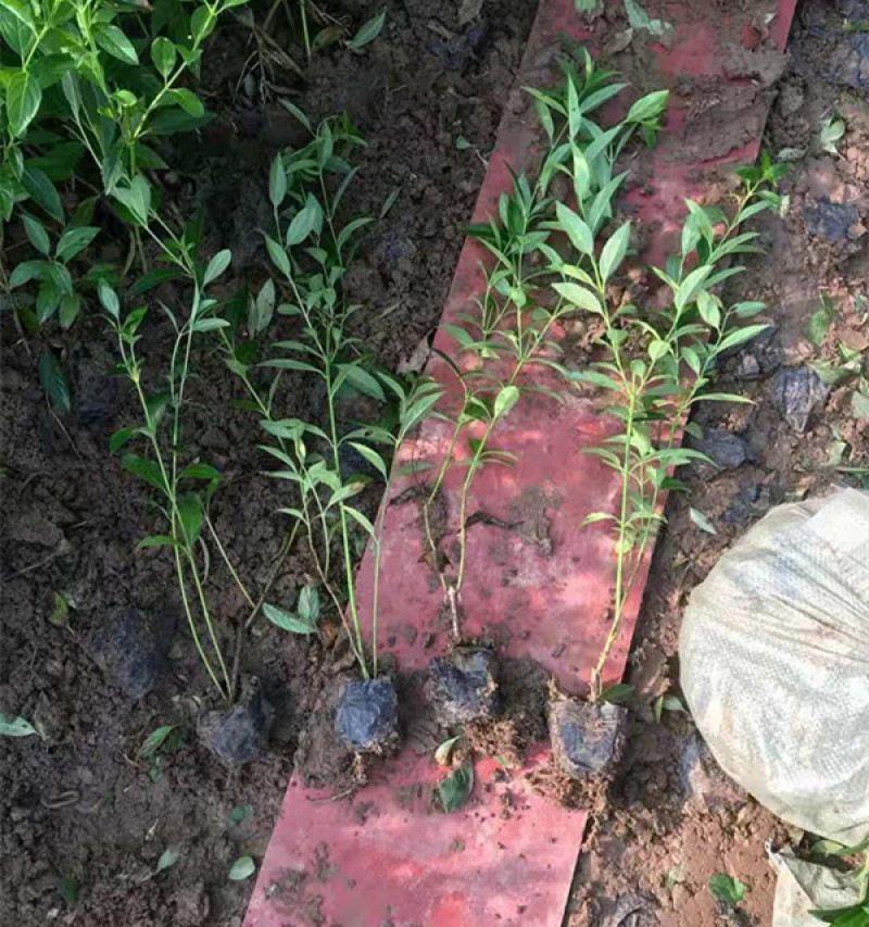 连翘种植基地城市园林绿化植物荒山绿化工程盆苗