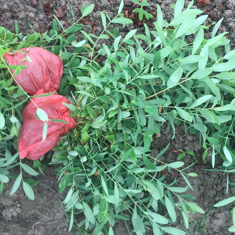 金丝桃小苗金线蝴蝶城市园林景观绿化黄花树苗苗木基地批发