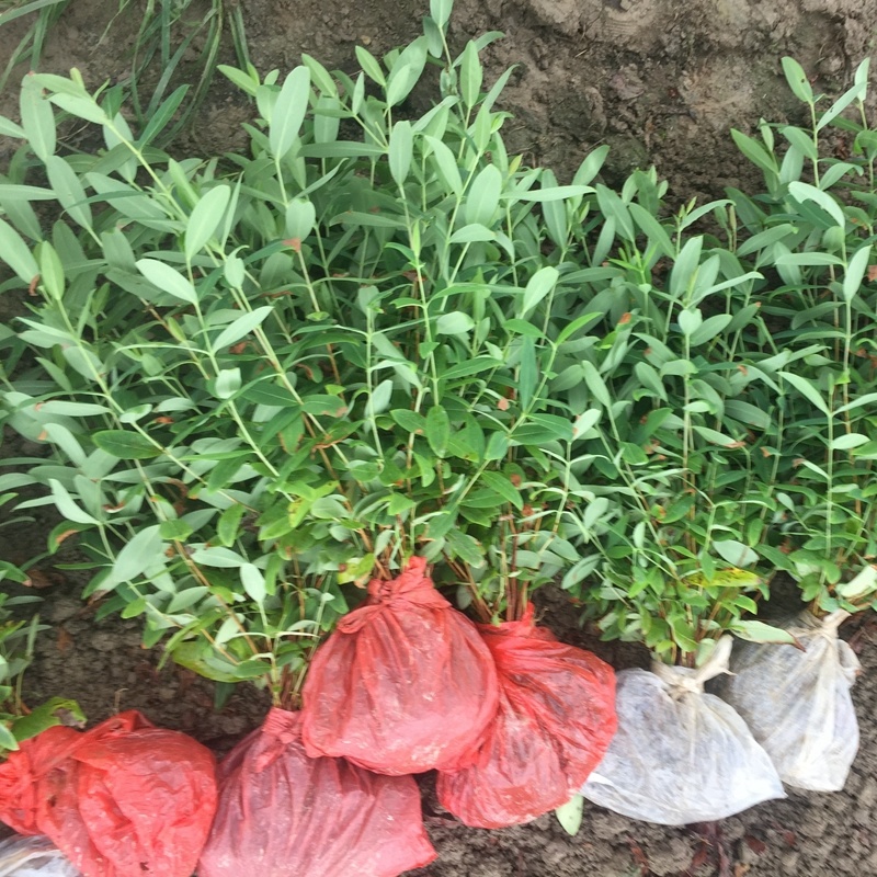 金丝桃小苗金线蝴蝶城市园林景观绿化黄花树苗苗木基地批发