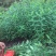 金丝桃小苗金线蝴蝶城市园林景观绿化黄花树苗苗木基地批发