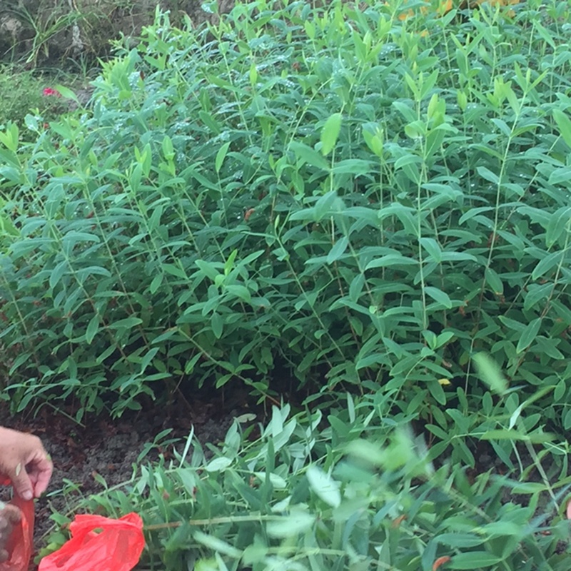 金丝桃小苗金线蝴蝶城市园林景观绿化黄花树苗苗木基地批发